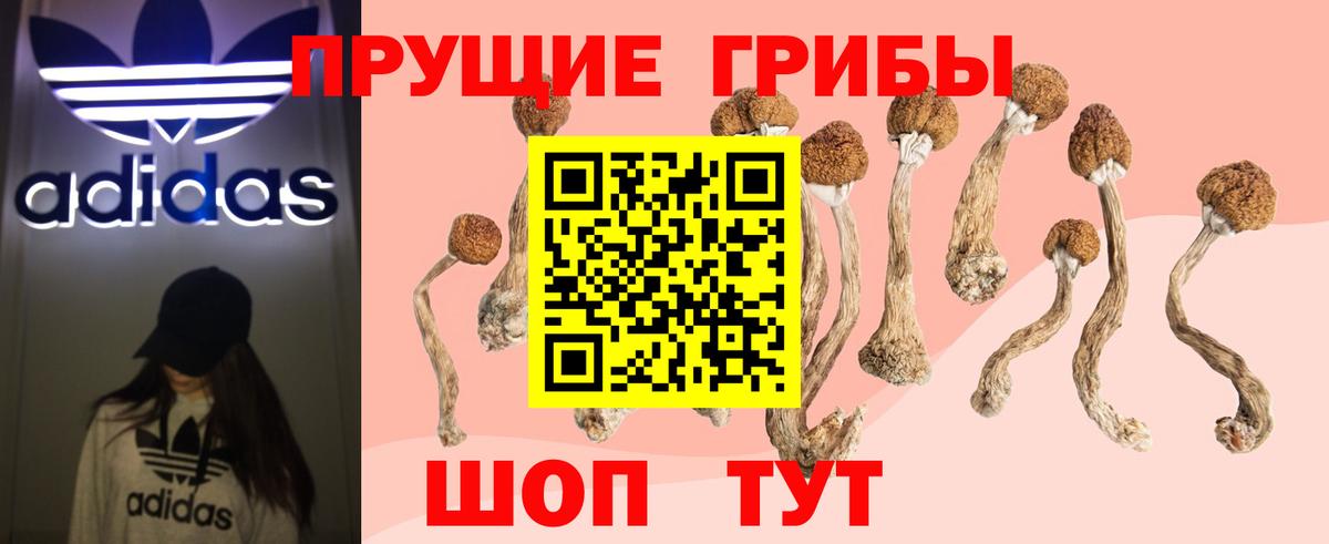Сызрань  Псилоцибиновые грибы Cubensis  Вход с VPN 